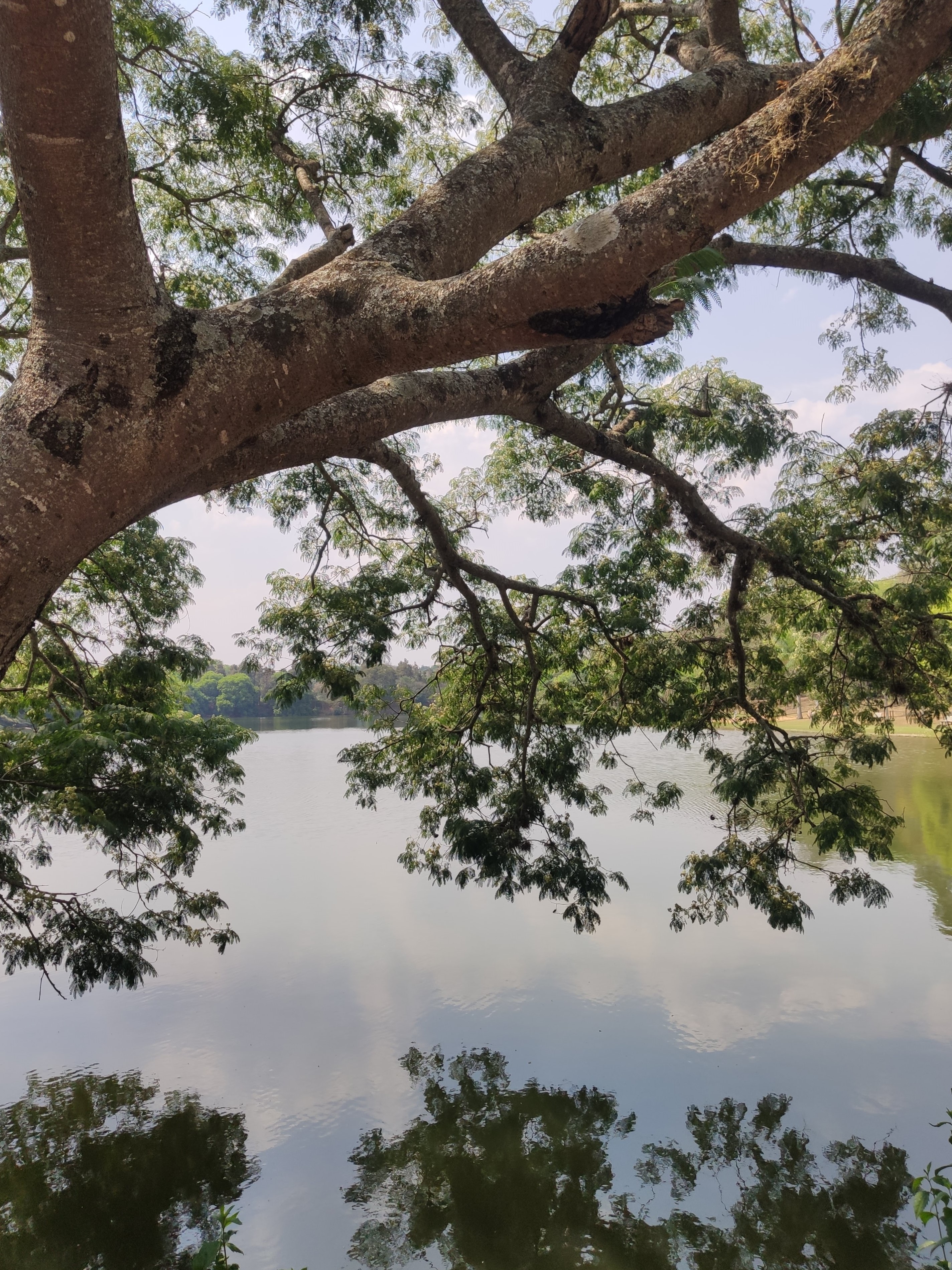 uma foto de um lago na sombra de uma árvore bem grandona, com galhos grossos e folhas bonitas, meio que se debruçando no lago. a água reflete o céu e as nuvens